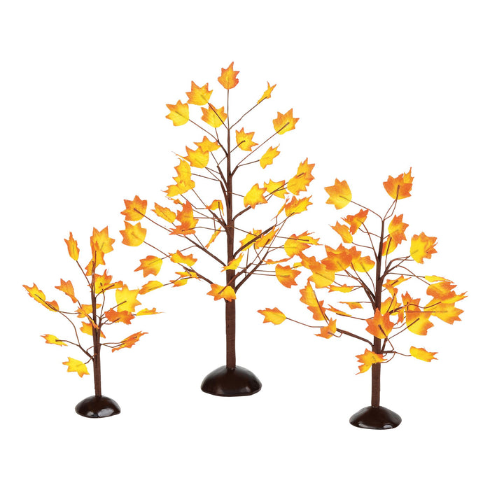 Village Autumn Maple Trees